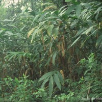 Elettaria cardamomum (L.) Maton